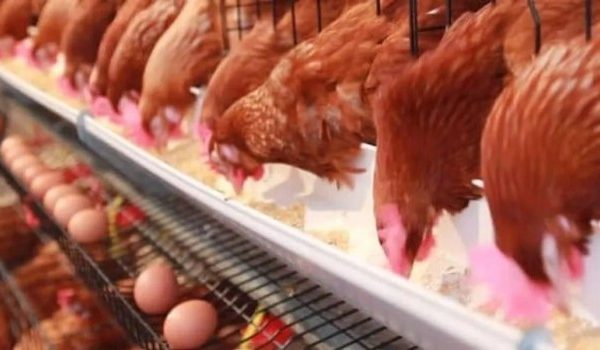 Ternak ayam petelur di Negara Batin, Way Kanan