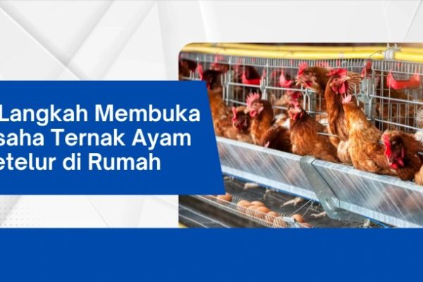 Ternak ayam petelur di Walenrang Utara, Luwu