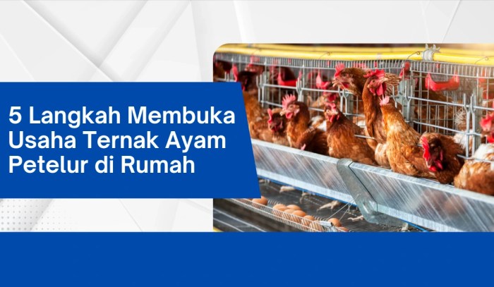 5 Langkah Membuka Usaha Ternak Ayam Petelur di Rumah Ternak ayam petelur di Wabula, Buton