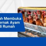 MINIMNYA PETERNAK AYAM PETELUR DI NTT | ANTARA Foto