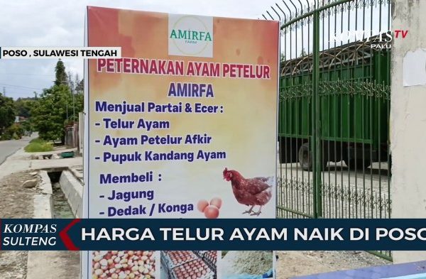 Daun penggemuk ayam di Poso Pesisir, Poso
