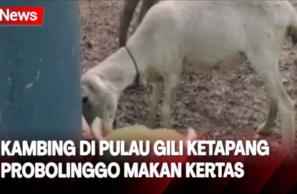 Daging kambing di Tiris, Probolinggo