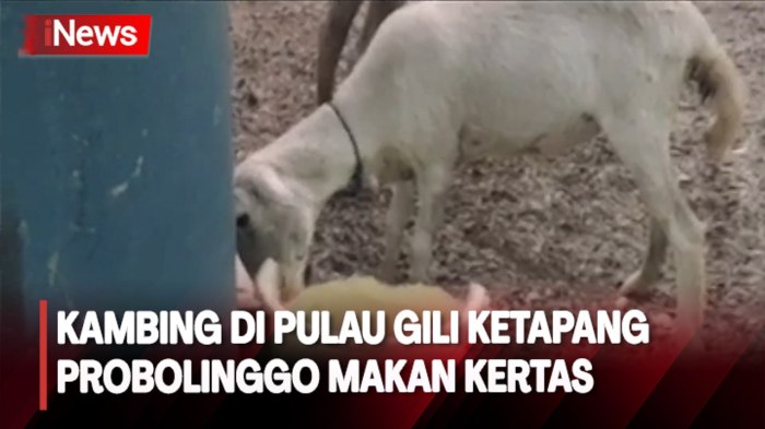 Daging kambing di Tiris, Probolinggo