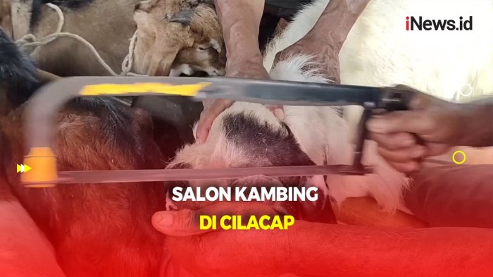 Daging kambing di Karangpucung, Cilacap