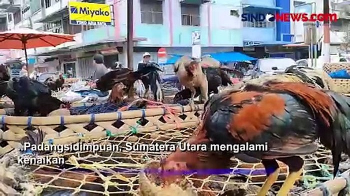 Ayam Ternak di Padangsidimpuan Selatan, Kota Padang Sidempuan