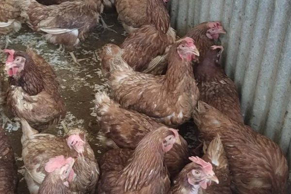 7 Penyakit Ayam Petelur yang Paling Sering Menyerang - Beternak Ayam