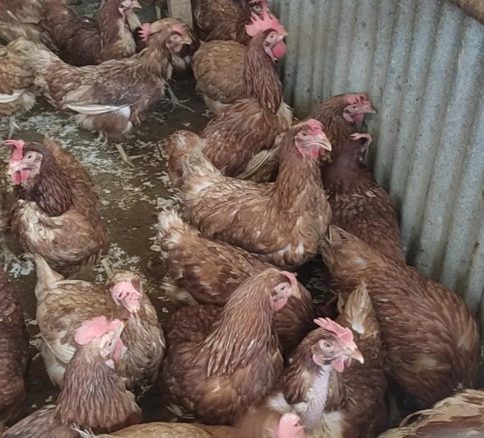 7 Penyakit Ayam Petelur yang Paling Sering Menyerang - Beternak Ayam 7 Penyakit Ayam Petelur yang Paling Sering Menyerang - Beternak Ayam