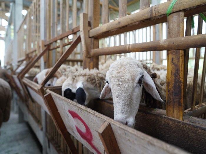 Peternakan ayam di Bali seperti di luar negeri - YouTube Budidaya ternak ayam di Batur, Banjarnegara