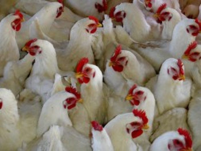 Tips Merawat Ayam Petelur dengan Tepat Bisa Untung Maksimal Tips Merawat Ayam Petelur dengan Tepat Bisa Untung Maksimal