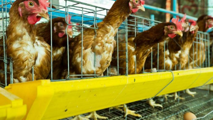 Panduan Lengkap Cara Ternak Ayam Petelur : Mulai dari Persiapan hingga ... Ternak ayam petelur di Gantarangkeke, Bantaeng