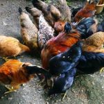 Harga ayam kampung potong di Pasirkuda, Cianjur