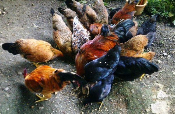 CEK HARGA AYAM KAMPUNG DI PASAR KARANGPUCUNG - YouTube