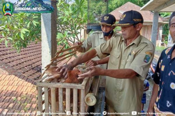 Ayam petelur jantan di Sungai Beremas, Kabupaten Pasaman Barat