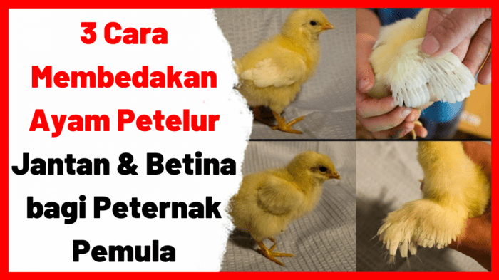 Ayam Petelur Jantan - YouTube Ayam Petelur Jantan - YouTube