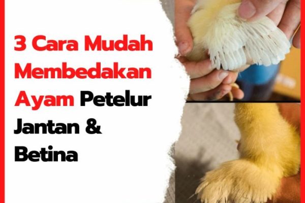 Ayam petelur jantan di Harau, Kabupaten Lima Puluh Kota