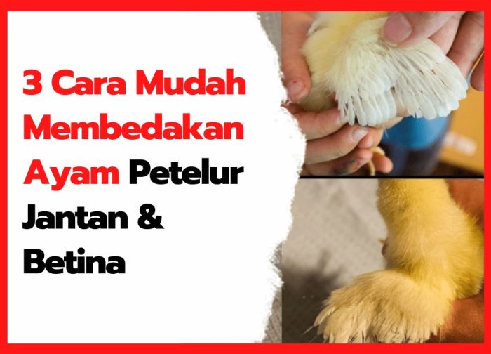 Keuntungan Naik 50% Akibat Harga Melambung, Peternak Ayam Petelur Tersenyum Ayam petelur jantan di Pantai Cermin, Kabupaten Solok
