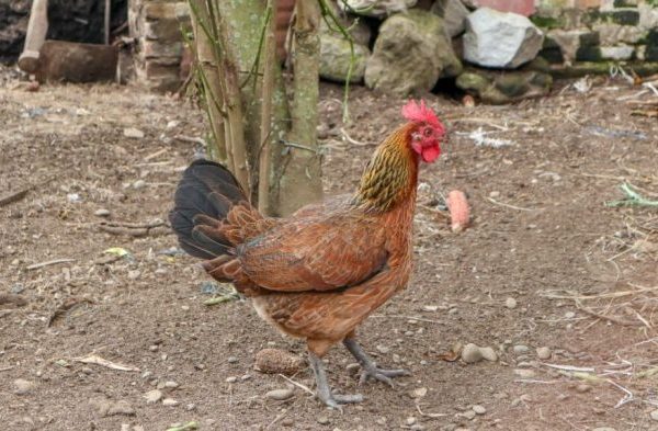 Ayam arab petelur di Kesamben, Jombang