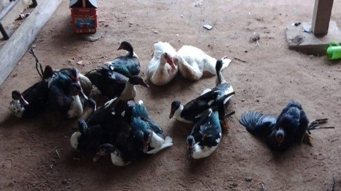 Budidaya ayam di Tanjung Bintang, Lampung Selatan