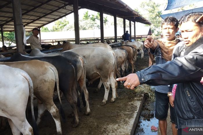 Ternak Ayam Kampung - Eksotika Desa