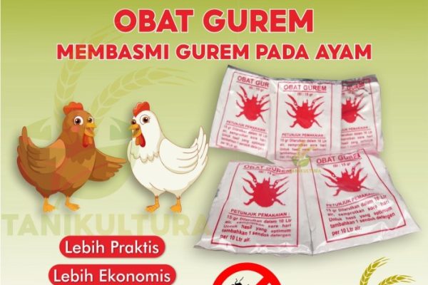 Daun penggemuk ayam di Beraur, Kab. Sorong