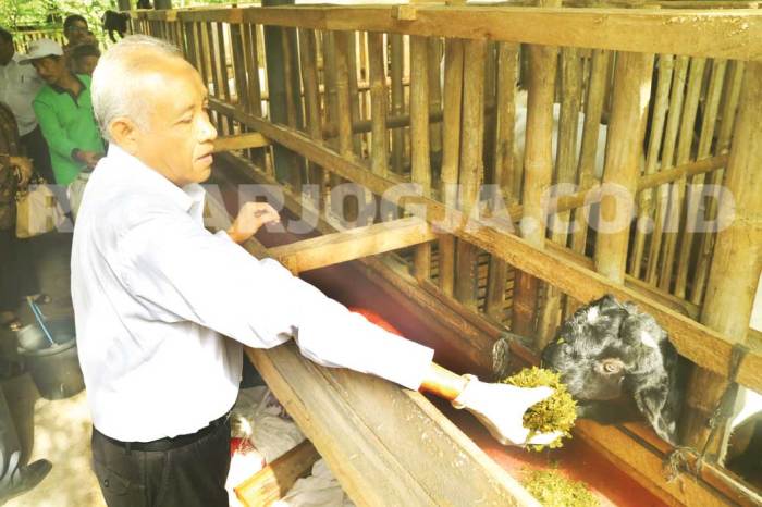 Susu kambing di Lenteng, Sumenep