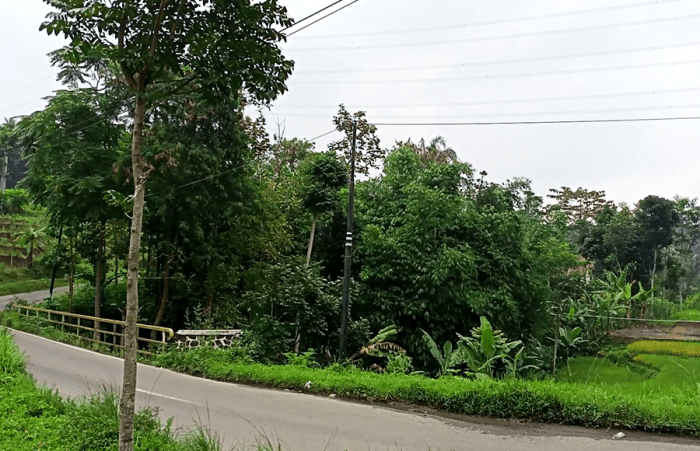 Ayam afkir di Gununghalu, Bandung Barat