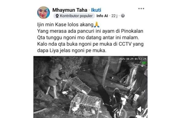 Beli ayam petelur afkir dikawinkan dengan ayam bangkok - YouTube