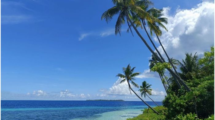 Daun penggemuk ayam di Tomia, Wakatobi