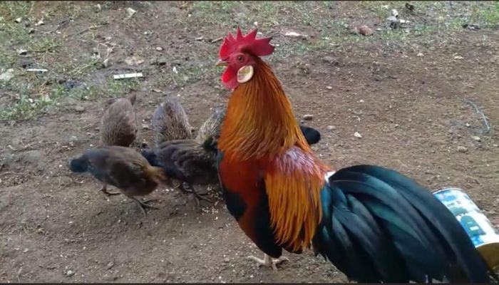Ayam merah petelur di Lembah Masurai, Kabupaten Merangin