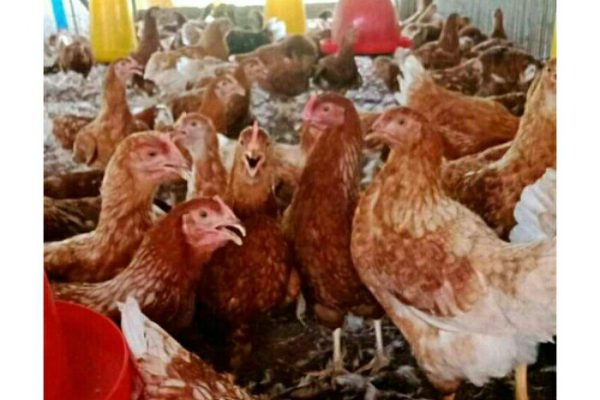 10 Cara Sukses Ternak Ayam Petelur Dari Awal Sampai Panen – CV. Abadi ...