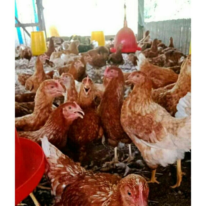 Jual Ayam Merah - Ayam Petelur Afkir - Ayam Afkir - Ayam Telur Afkir ... Ayam merah petelur di Nipah Panjang, Kabupaten Tanjung Jabung Timur