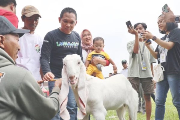 Daging kambing di Yosowilangun, Lumajang
