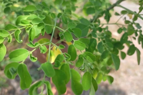 Daun penggemuk ayam di Bokat, Buol