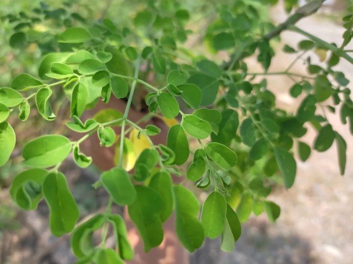 Daun penggemuk ayam di Alok, Sikka
