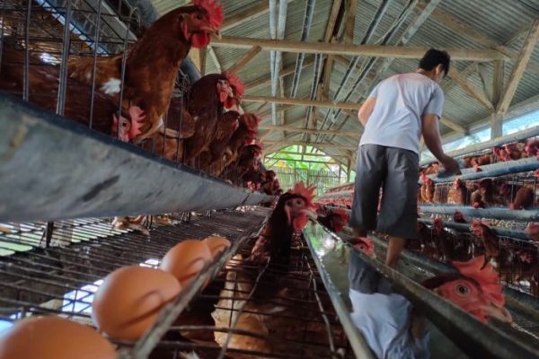 Budidaya ternak ayam di Dukun, Magelang