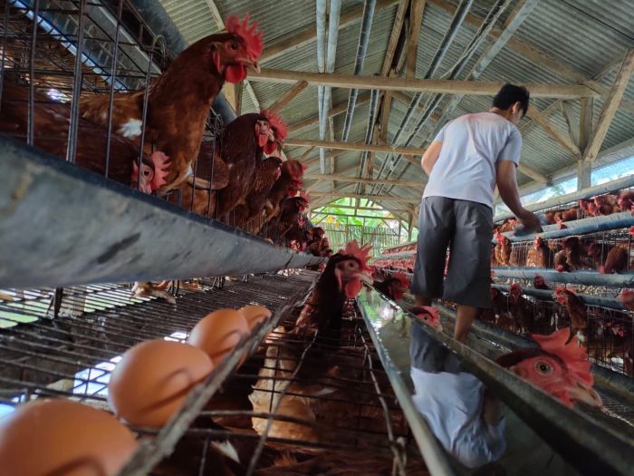 Peternakan Ayam Kampung Unggul secara UMBARAN - YouTube