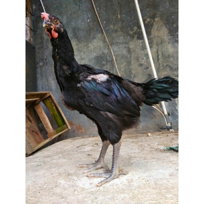 Detail Gambar Ayam Pelung Jumbo Koleksi Nomer 24 Detail Gambar Ayam Pelung Jumbo Koleksi Nomer 24