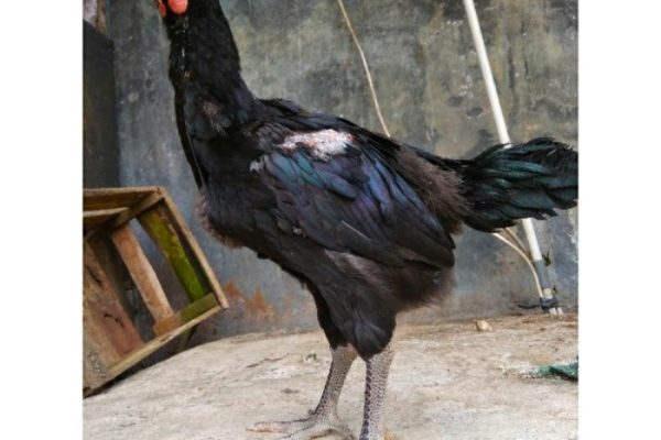 Ayam pelung jumbo di Panggang, Gunungkidul