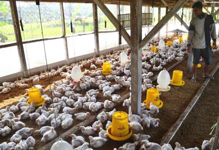 ternak ayam kalimantan - YouTube Budidaya ternak ayam di Tuntang, Semarang