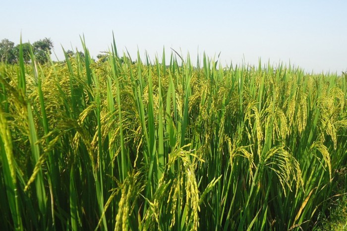 Daun penggemuk ayam di Parigi Tengah, Paringi Moutong