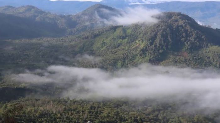 ternak kambing wonosobo