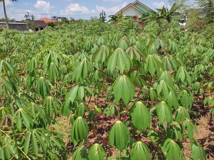 Daun penggemuk ayam di Cibitung, Kab. Pandeglang