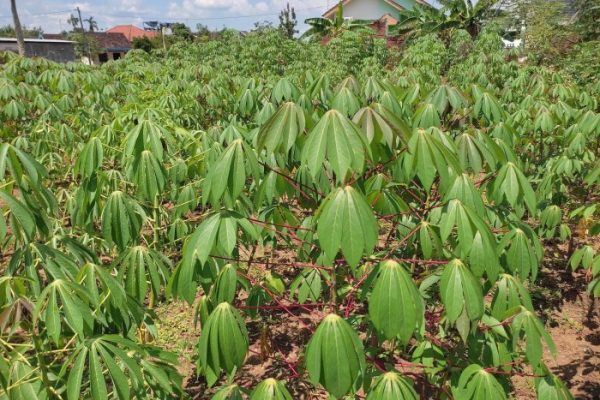 Daun penggemuk ayam di Laikang, Takalar