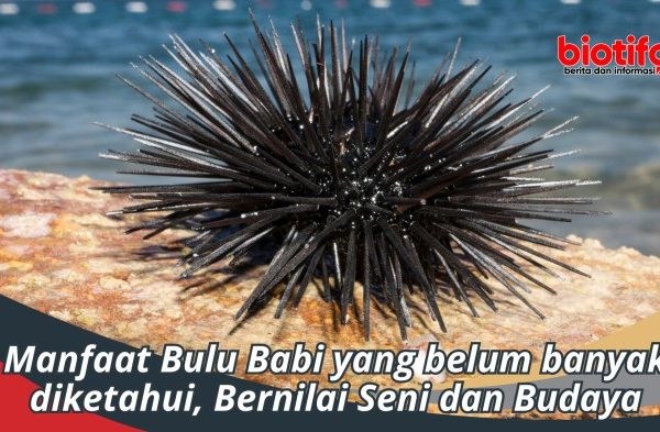 Bulu kelinci di Parigi, Muna