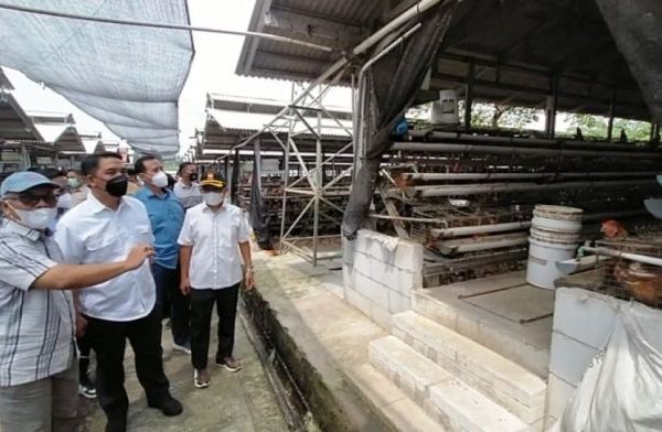 Budidaya Peternakan ~ Desa Sedayu, Jumantono, Karanganyar