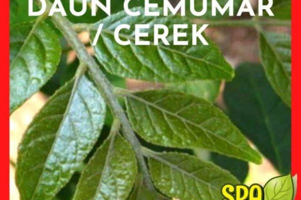 Daun penggemuk ayam di Cenrana, Maros