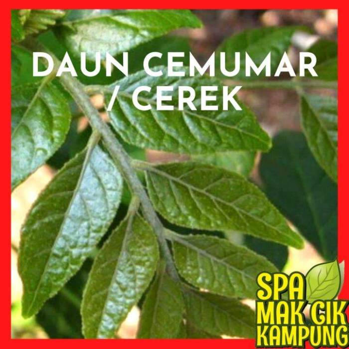 Daun penggemuk ayam di Cenrana, Maros