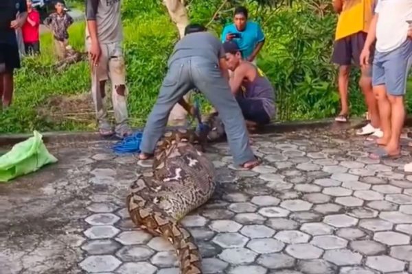 Daun penggemuk ayam di Pasarwajo, Buton