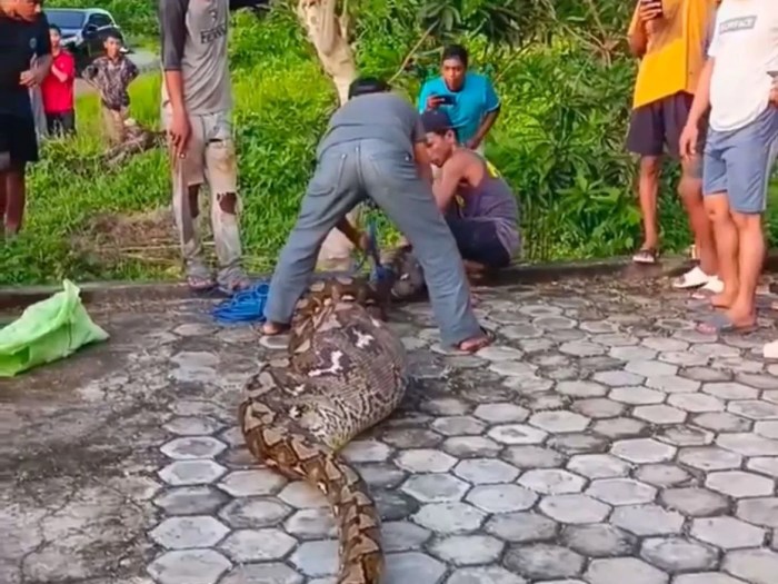 Daun penggemuk ayam di Pasarwajo, Buton