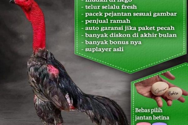 Daun penggemuk ayam di Nakama, Kab. Paniai